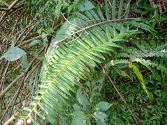 Pneumatopteris callosa