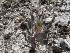 Othonna parviflora