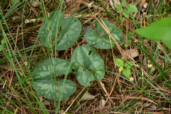 Asarum forbesii