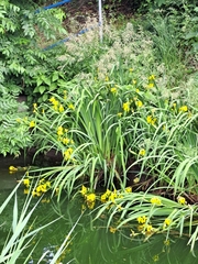 Iris pseudacorus