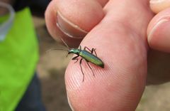 Chrysanthia viridissima