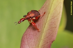 Parapoderus submarginatus