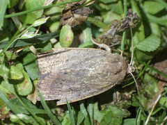 Proteuxoa porphyrescens