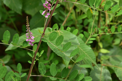 Indigofera kirilowii