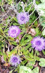 Globularia trichosantha