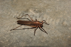Hexacentrus fuscipes