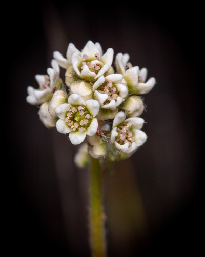 Cephalotus follicularis