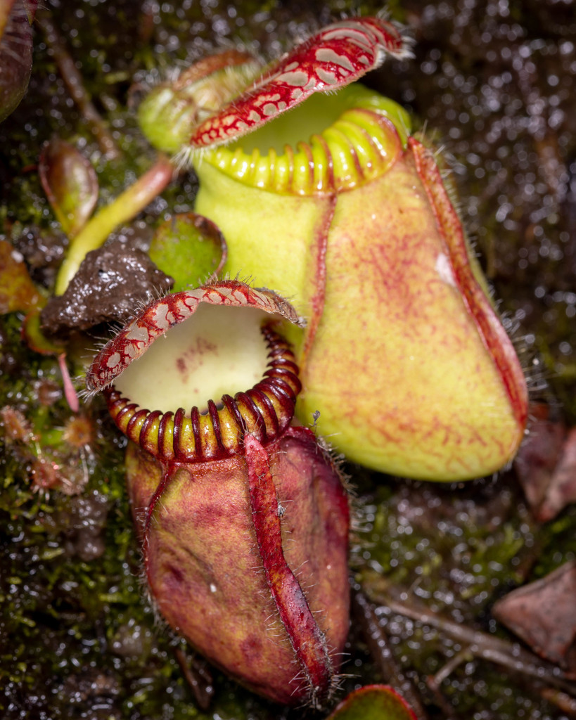 Cephalotus — Cephalotus follicularis