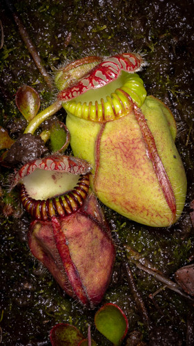 Cephalotus follicularis