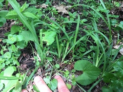 Carex