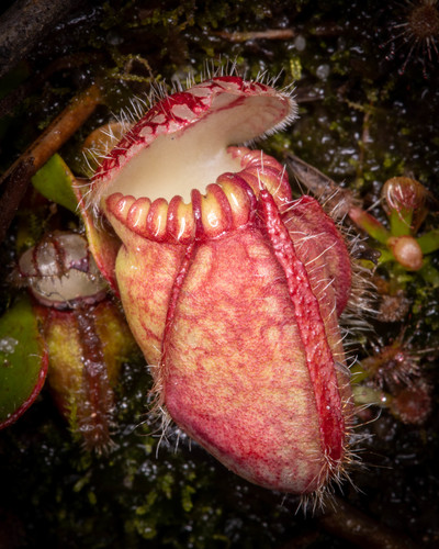 Cephalotus follicularis