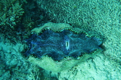 Tridacna derasa