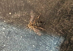 Vermileo