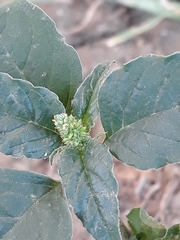 Amaranthus