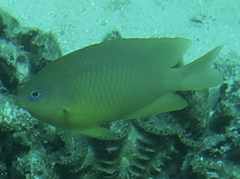 Pomacentrus amboinensis