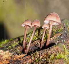 Mycena kuurkacea