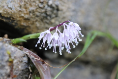 Ypsilandra thibetica