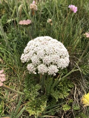 Daucus carota gummifer