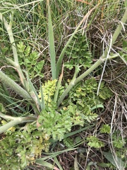 Daucus carota gummifer