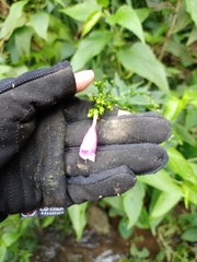 Strobilanthes hamiltoniana