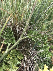 Daucus carota gummifer