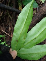 Coniogramme fraxinea