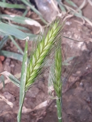 Hordeum