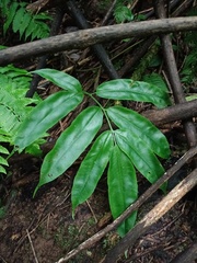 Coniogramme fraxinea