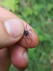 Paranemastoma quadripunctatum