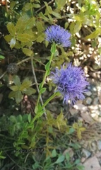 Globularia trichosantha
