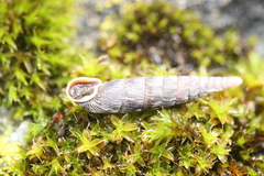 Laciniaria plicata