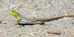 Ophisops elegans macrodactylus