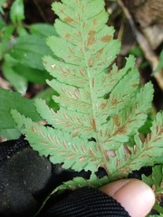 Athyrium opacum