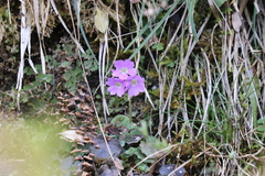 Primula ovalifolia