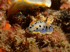 Hypselodoris placida