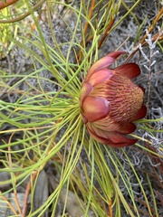 Protea pityphylla