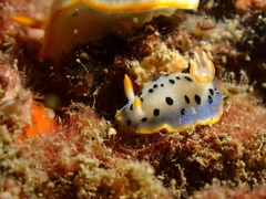 Hypselodoris placida