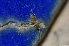 Plagiolepis schmitzii