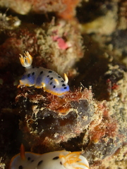 Hypselodoris placida