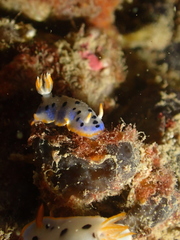 Hypselodoris placida