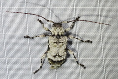 Leptostylus asperatus