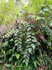 Gaultheria leucocarpa