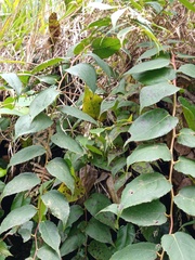 Gaultheria leucocarpa