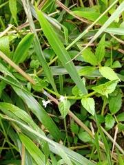 Lobelia heyneana