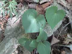 Viola orientalis