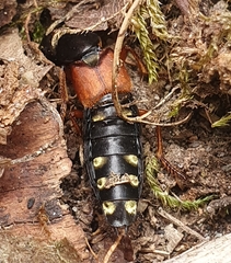 Staphylinus erythropterus