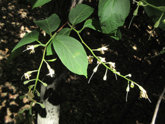 Styrax obassia