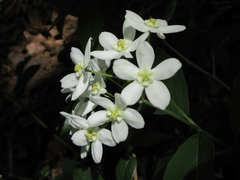 Vincetoxicum ascyrifolium