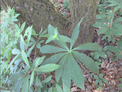 Lilium tsingtauense