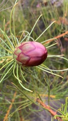 Protea pityphylla